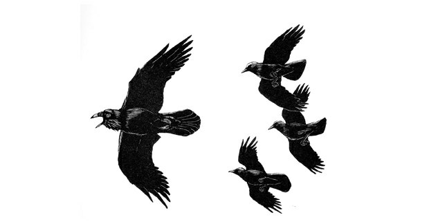 Ilustración de Tony Angell. In the Company of Crows and Ravens, de John M.Marzluff and Tony Angell, Yale University, 2005