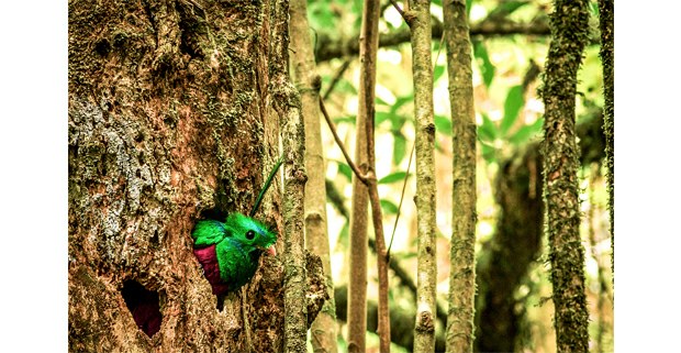 Quetzal resplandeciente. El Triunfo, Chiapas. Fotos: Elí García-Padilla