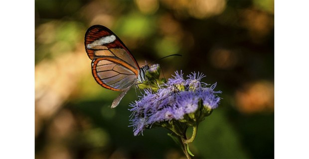 Mariposa alas de cristal, camino a La Gloria, Los Chimalapas. Foto: Elí García-Padilla
