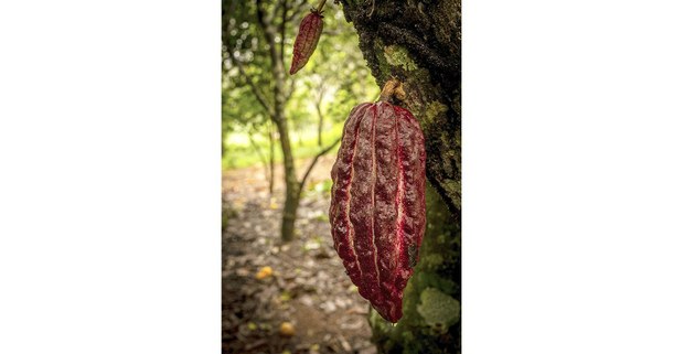 Cacao, alimento sagrado, Escolapa, Santa María Chimalapa. Foto: Elí García-Padilla