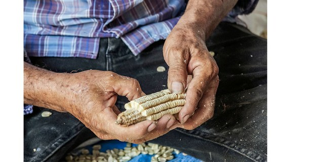 Con el maíz en las manos. Buctoz, Yucatán. Foto: Haizel de la Cruz