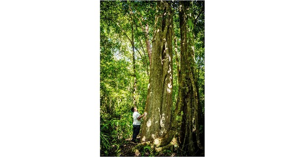Luis Chay, Técnico Forestal de la Sociedad de Productores Forestales Ejidales de Quintana Roo, 2023. Foto: Elí García Padilla.