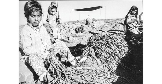 Honorina Ruiz, de seis años, amarra cebollines en un campo al sur de la frontera con Estados Unidos, cultivado para Muranaka Farms, una granja productora estadunidense. Valle de Mexicali, Baja California, 1996. Foto: David Bacon