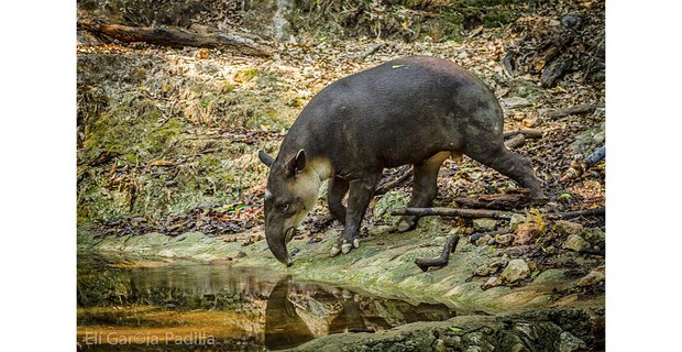Tapir, o danto, en el sureste de México: Foto: Elí García-Padilla