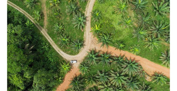 Caminos ilegales para la extracción de palma africana en Ecuador. Foto: Iván Castaneira