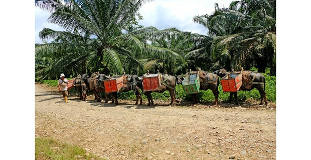 Extracción de palma africana en Ecuador. Foto: Nathalia Bonilla