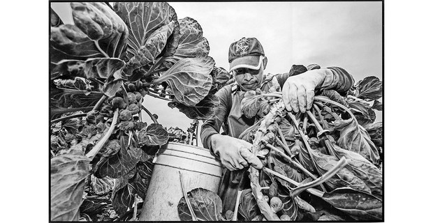 Trabajador agrícola cultivando coles de Bruselas, a estos trabajadores se les paga de acuerdo a la cantidad de coles que cosechan, Watsonville, CA, USA, 2016. Foto: David Bacon, tomada del libro En los campos del norte