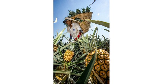 Popolucas de la sierra sur de Veracruz trabajan como jornaleros en la siembra y corte de piña en la comunidad de Los Tigres, municipio de Juan Rodríguez Clara. Foto: Sergio Hernández Vega