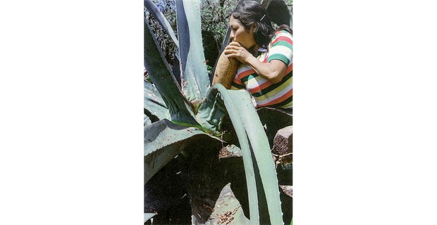 Tlachique hñähñu, Cardonal, Hidalgo, 1990. Foto: Maya Goded, Cuartoscuro 182