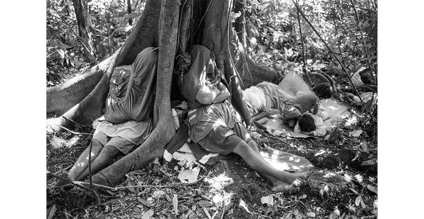 Ceiba, Selva Lacandona, Chiapas. Foto: Angeles Torrejón