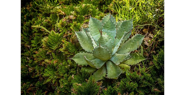 Agave tobalá, Oaxaca