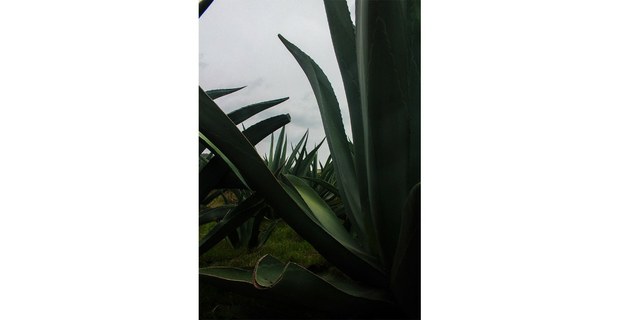 Magueyes pulqueros. Foto: Justine Monter Cid