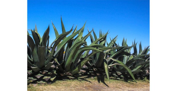 Magueyes pulqueros. Foto: Justine Monter Cid