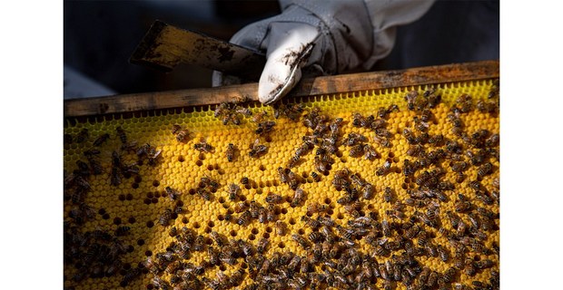 Crías de abejas por nacer, 2025. Foto: Julio Palacios Naranjo