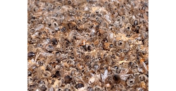 Se han detectado plaguicidas como fipronil, neonicotinoides, cipermetrina y malatión en las abejas muertas, confirmando la relación entre su uso y la mortandad masiva. Foto: Luz Saldaña