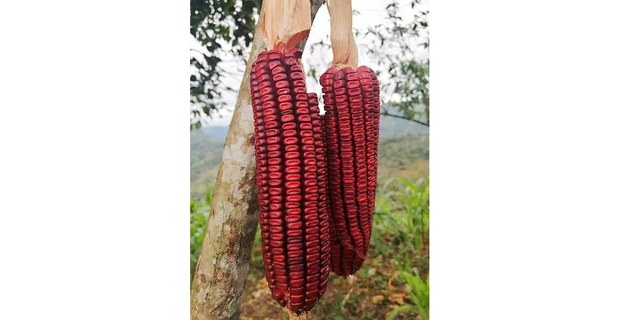Lhkgon, el maíz rojo. Foto: M 10 anuel Espinosa Sainos