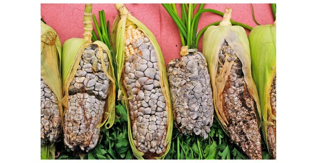 Mazorcas cubiertas de huitlacoche, Feria del Hongo, Cuajimalpa. Fotos: Justine Monter Cid