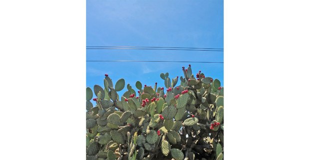 Nopales y tunas. Epazoyucan, Hidalgo