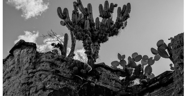 Xaagá, Oaxaca. verano de 2025. Foto: Mario Olarte