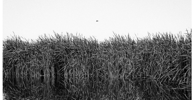 Lago de Texcoco, Atenco. Foto: Ricardo Suárez Pareyón Aveleyra