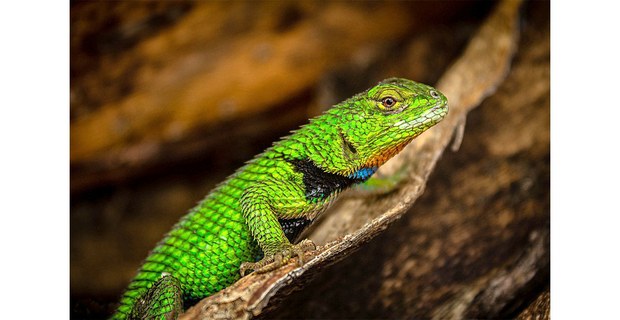 Foto: Elí García-Padilla